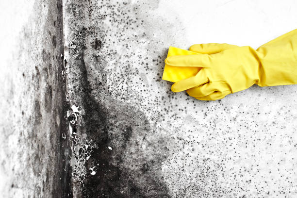 Best Fast Mold Removal  in Brookside Village, TX