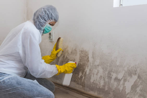 Home Mold Removal in Brookside Village, TX