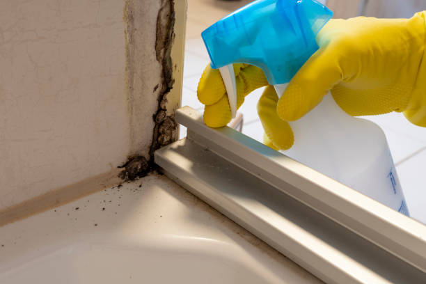 Best Residential Mold Removal  in Brookside Village, TX