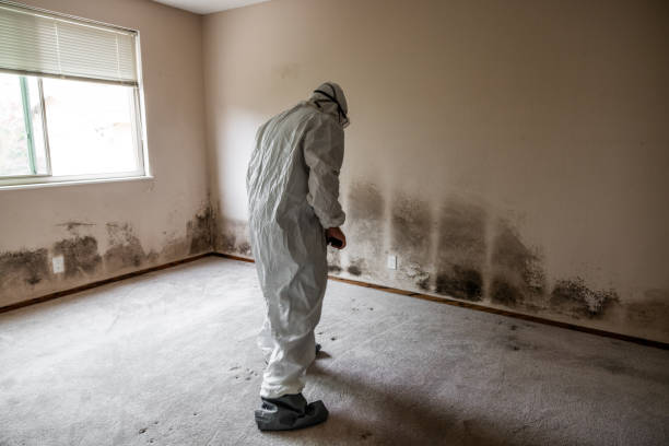 Best Mold Removal Company Near Me  in Brookside Village, TX