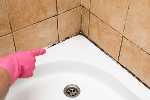 Professional Mold Removal in Brookside Village, TX